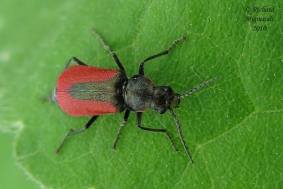 Soft-winged Flower Beetle - Malachius aeneus 2 m10