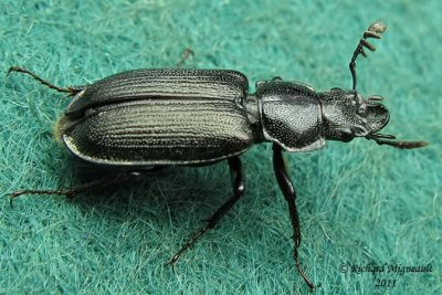 Stag beetle - Platycerus depressus m11