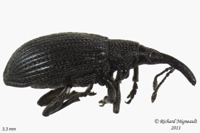 Primitive Weevil - Ischnopterapion virens 1 m11