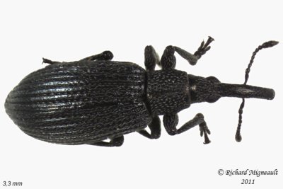 Primitive Weevil - Ischnopterapion virens 2 m11