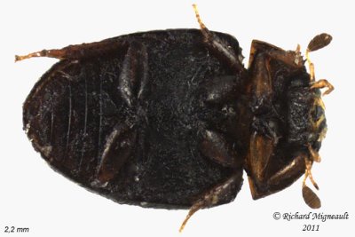 Water Scavenger Beetle - Cercyon sp 2 m11