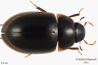 Water Scavenger Beetle - Cymbiodyta vindicata 1 m11
