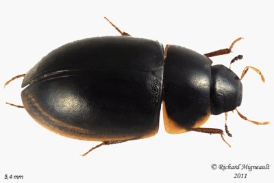 Water Scavenger Beetle - Cymbiodyta vindicata 2 m11