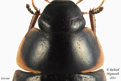 Water Scavenger Beetle - Cymbiodyta vindicata 3 m11