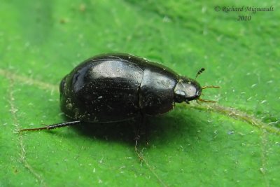 Water Scavenger Beetle - Hydrobius melaenus 1 m10