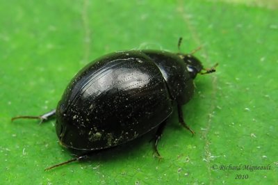 Water Scavenger Beetle - Hydrobius melaenus 2 m10