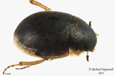 Water Scavenger Beetle - Laccobius agilis 1 m11