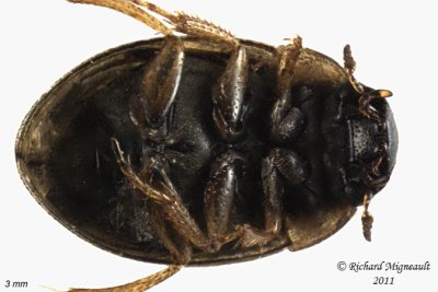 Water Scavenger Beetle - Laccobius agilis 2 m11