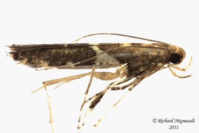 0645.97 - Unidentified Caloptilia Moths - Caloptilia sp m11