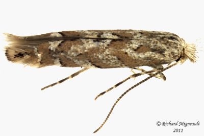 0736 - Aspen Leaf Blotch Miner Moth - Phyllonorycter apparella 1 m11