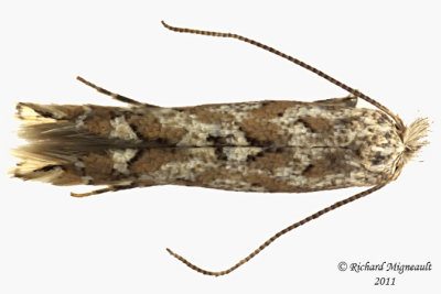 0736 - Aspen Leaf Blotch Miner Moth - Phyllonorycter apparella 2 m11