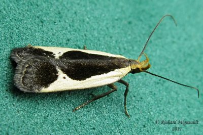2295 - Cream-edged Dichomeris Moth - Dichomeris flavocostella m11