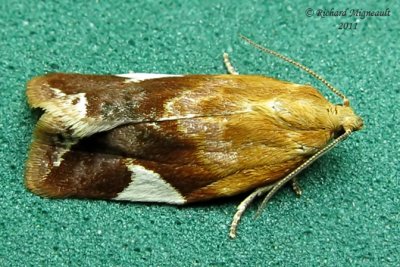 3682 - White-triangle Leafroller Moth - Clepsis persicana m11