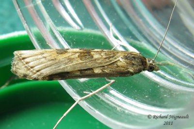 5156 - Lucerne Moth - Nomophila nearctica m11