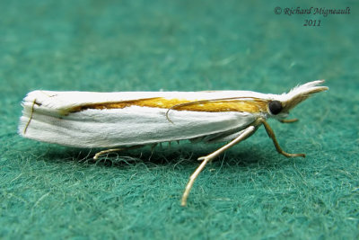 5365 - Girards Grass-veneer - Crambus girardellus 2 m11
