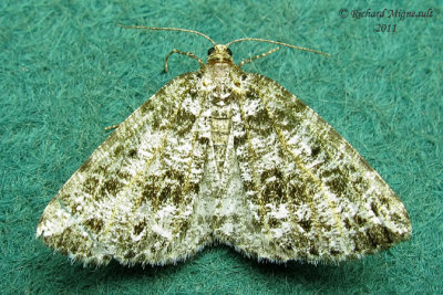 6430 - Yellow-veined Geometer Moth - Orthofidonia flavivenata m11