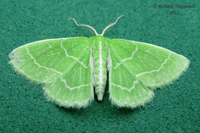 7058 - Wavy-lined Emerald Moth - Synchlora aerata m11