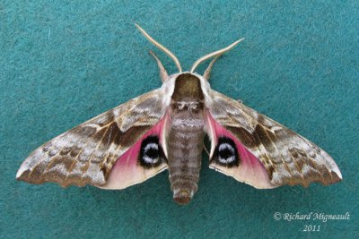 7822 - One-eyed Sphinx Moth - Smerinthus cerisyi 1 m11