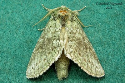 7994 - Saddled Prominent Moth - Heterocampa guttivitta 1 m11
