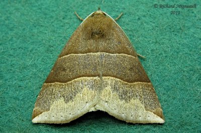 8727 - Maple Looper Moth - Parallelia bistriaris m11