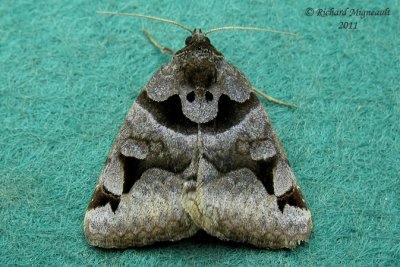 8731 - Toothed Somberwing Moth - Euclidea cuspidea m11