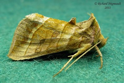 8896 - Dark-spotted Looper Moth - Diachrysia aereoides 1 m11