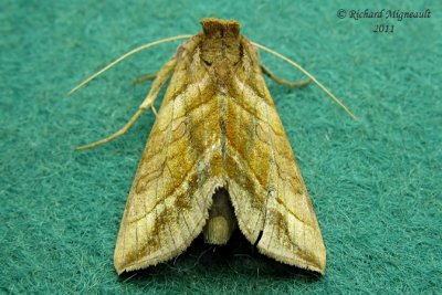 8896 - Dark-spotted Looper Moth - Diachrysia aereoides 2 m11