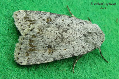9656 - Civil Rustic Moth - Caradrina montana m11