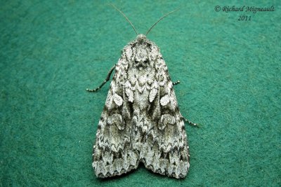 10275 - Stormy Arches Moth - Polia nimbosa m11