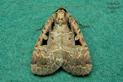 11008  Two-spot Dart Moth  Eueretagrotis perattentus m11