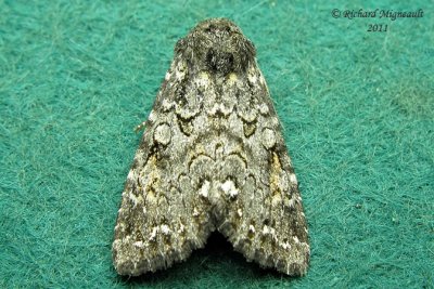 Unidentified moth 1 m11