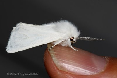 8319 - Satin Moth - Leucoma salicis 1 m9
