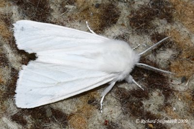 8319 - Satin Moth - Leucoma salicis 2 m9