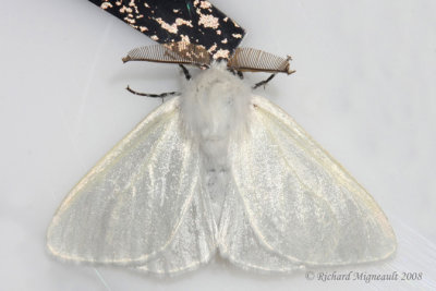 8319 - Satin Moth - Leucoma salicis m8