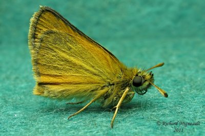 4012 - European Skipper - Hespérie des graminées m11