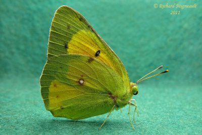 4210 - Orange Sulphur - Coliade de la luzerne m11