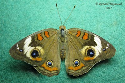 4440 - Common Buckeye - Papillon occellé 1 m11