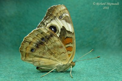 4440 - Common Buckeye - Papillon occellé 2 m11