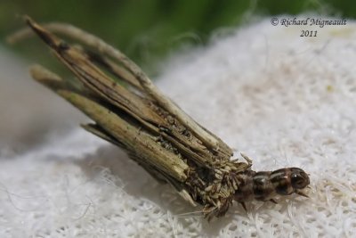 0437 - Common Bagworm Moth - Larve de Psych - Psyche casta 1 m11