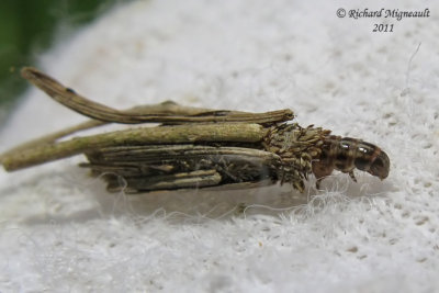 0437 - Common Bagworm Moth - Larve de Psyché - Psyche casta 2 m11