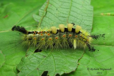 8308 - Rusty Tussock Moth - Orgyia antiqua m11
