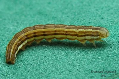 10431 - Wheat Head Armyworm - Dargida diffusa 2 m11