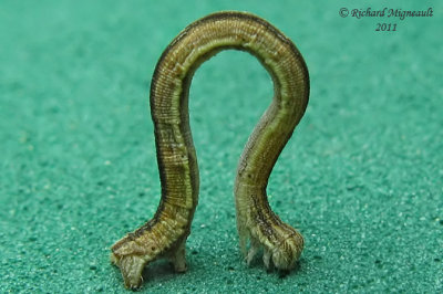 Geometridea larva 18 m11 2