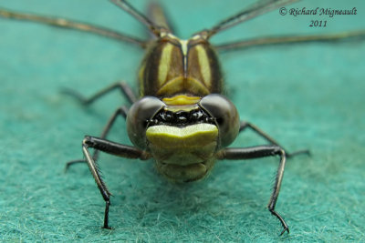 Clubtail - Phanogomphus exilis - Lancet Clubtail a3 m11