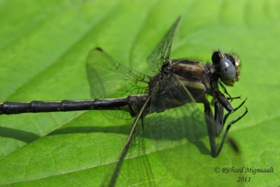 Clubtail - Phanogomphus spicatus - Dusky Clubtail b2 m11