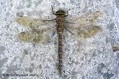 Darner - Aeshna umbrosa - Shadow Darner 1m8