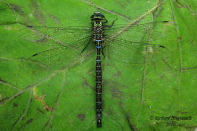 Darner - Aeshna umbrosa - Shadow Darner 2m10