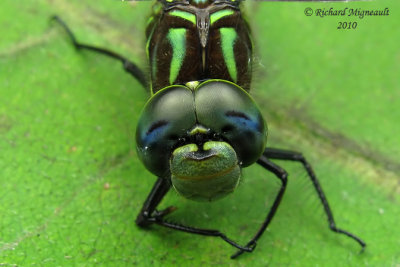 Darner - Aeshna umbrosa - Shadow Darner 5m10