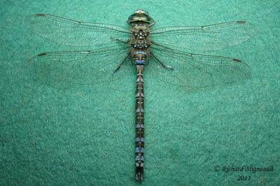 Darner - Aeshna umbrosa - Shadow Darner male 1 m11