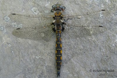 Emerald - Epitheca canis - Beaverpond Baskettail 1 m11